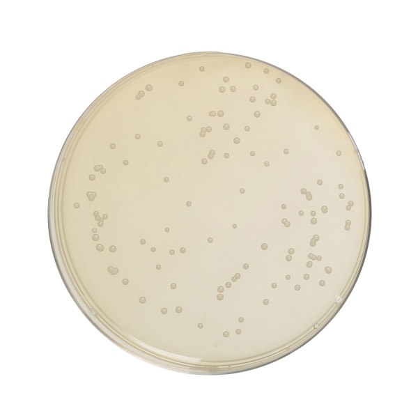 HiEncapâ„¢ Sabouraud Dextrose Agar
