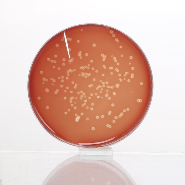 HiEncapâ„¢ Blood Agar Base (HiEncapâ„¢ Infusion Agar)
