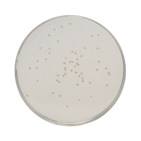 HiEncapâ„¢ Plate Count Agar (HiEncapâ„¢ Standard Methods Agar)
