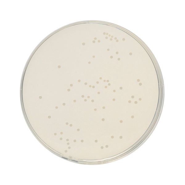 HiEncapâ„¢ Plate Count Agar (HiEncapâ„¢ Standard Methods Agar)