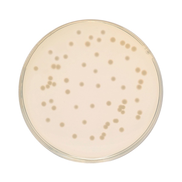 HiEncapâ„¢ Luria Bertani Agar, Miller (HiEncapâ„¢ Miller Luria Bertani Agar)