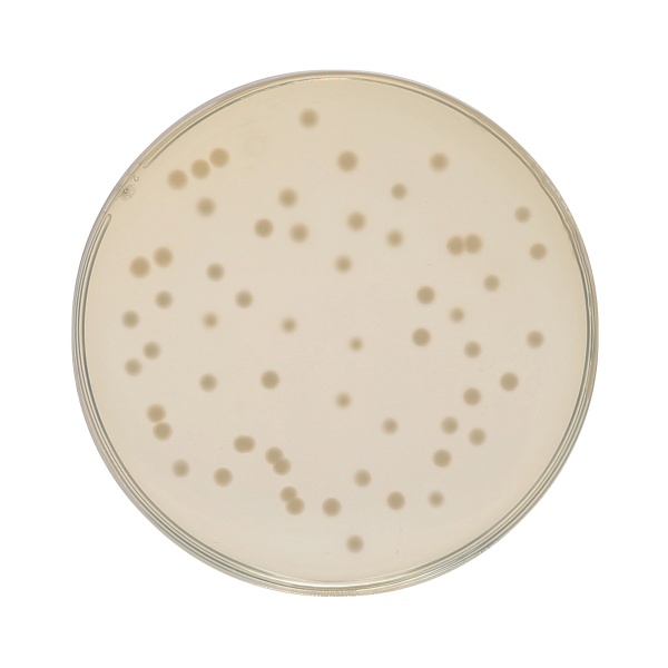 HiEncapâ„¢ Luria Bertani Agar, Miller (HiEncapâ„¢ Miller Luria Bertani Agar)