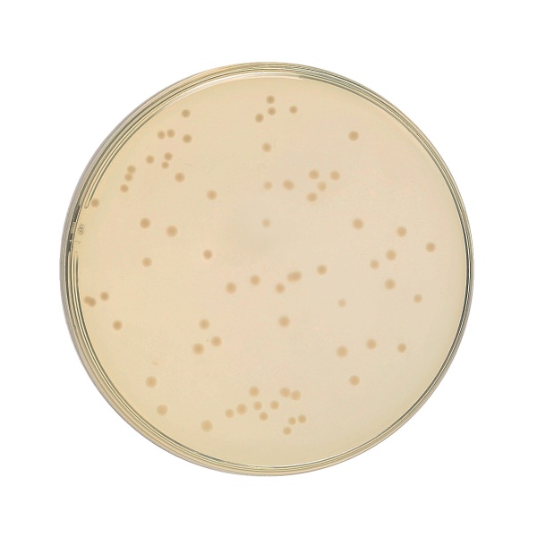 HiEncapâ„¢ YT Broth (HiEncapâ„¢ 2 XT Broth)