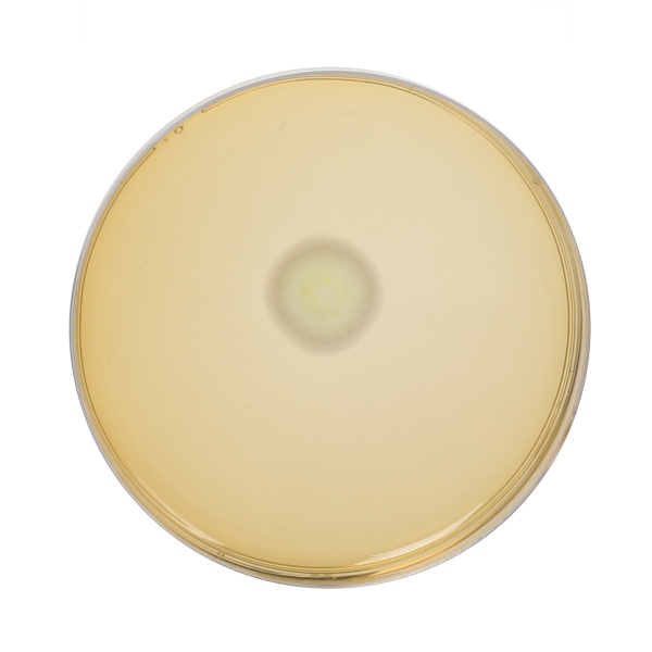 OxyT Selective Supplement 5VL