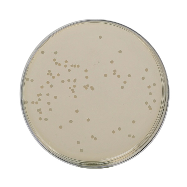 Nutrient Agar, Granulated 500G