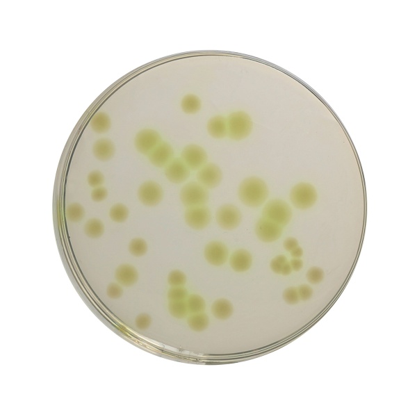 Cetrimide Agar Base, Granulated 500G