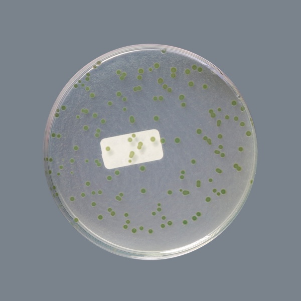 Bismuth Sulphite Agar, Granulated 500G