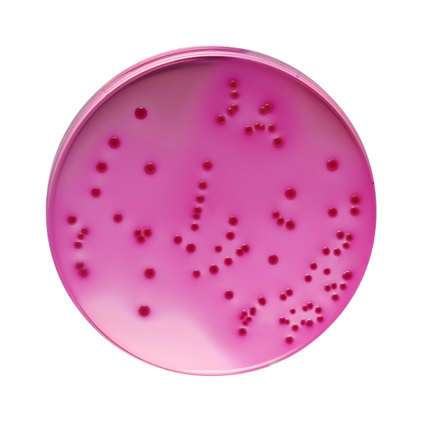 Violet Red Bile Agar, Granulated 500G