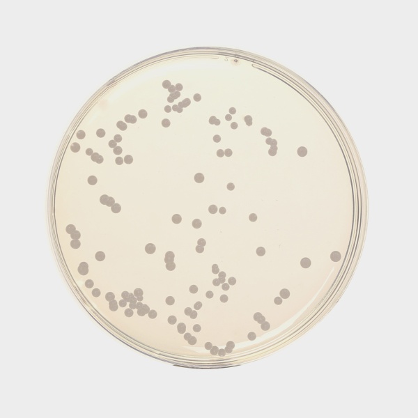 Sabouraud Dextrose Agar, Granulated 100G