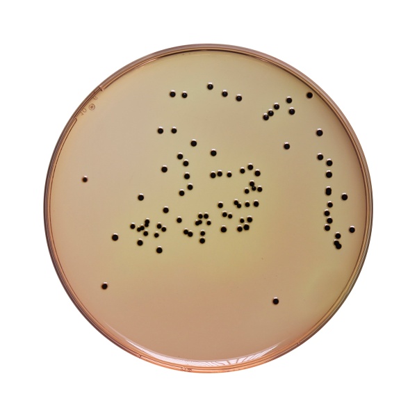 Deoxycholate Citrate Agar, Granulated 500G