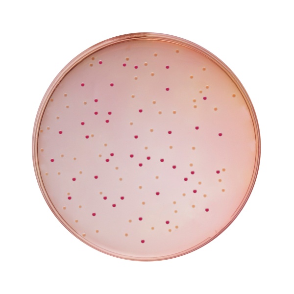Deoxycholate Lactose Agar, Granulated 500G