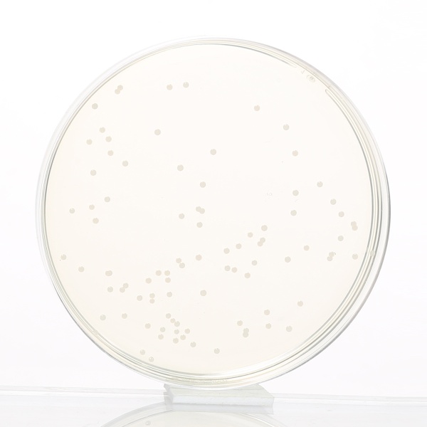 Blood Agar Base, Granulated (Infusion Agar, Granulated) 500G