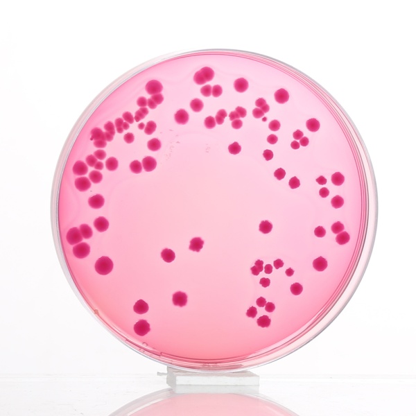 MacConkey Agar w/0.15% Bile Salts, CV and NaCl, Granulated 500G