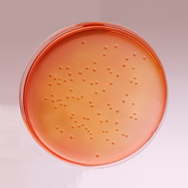 MacConkey Agar w/o CV, NaCl w/ 0.5% Sodium Taurocholate, Granulated 500G