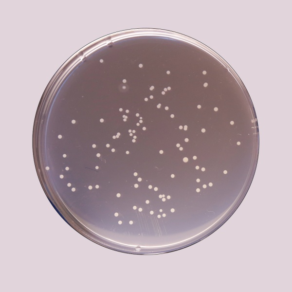 Plate Count Agar, Granulated (Standard Methods Agar, Granulated) 500G