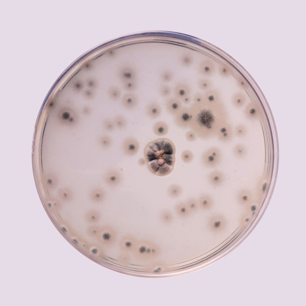 Potato Dextrose Agar, Granulated 100G