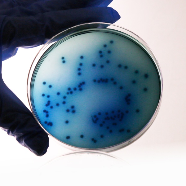 Gassner Lactose Agar, Granulated 500G