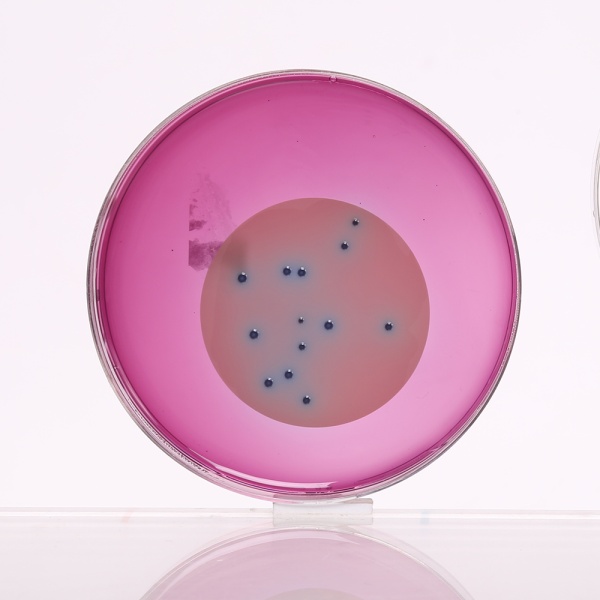 M-FC Agar Base, Granulated 500G