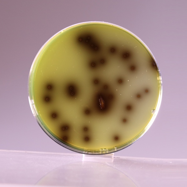 Listeria Oxford Medium Base, Granulated 500G
