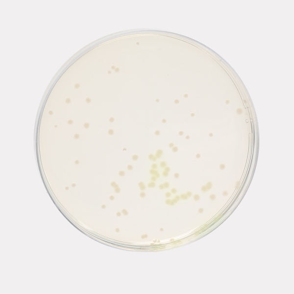 Pseudomonas Agar, Granulated (For Pyocyanin) 500G