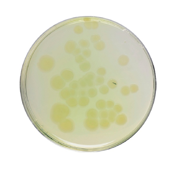 Pseudomonas Agar, Granulated (For Fluorescein) 500G