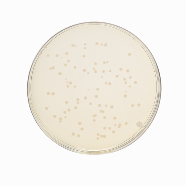 Tryptone Soya Yeast Extract Agar, Granulated 500G