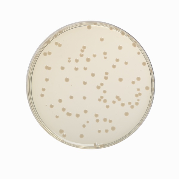 Nutrient Agar No.2, Granulated 500G