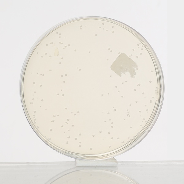 Rogosa SL Agar, Granulated 500G