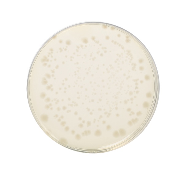 Reinforced Clostridial Agar, Granulated 500G