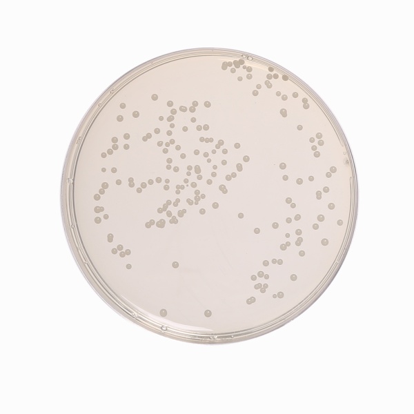 Yeast Glucose Chloramphenicol Agar, Granulated 500G