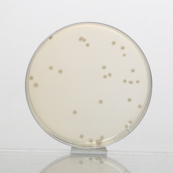 Mueller Hinton Agar, Granulated 500G