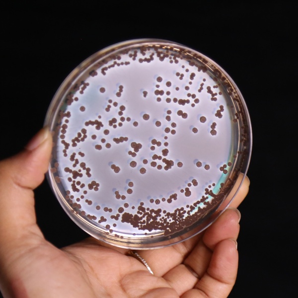 Bi.G.G.Y. Agar, Granulated (Nickerson Medium, Granulated) 500G