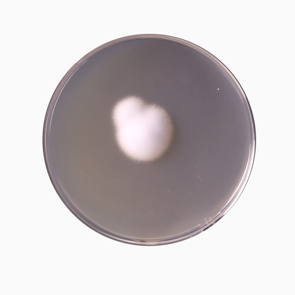 Dextrose Agar Base, Emmons, Granulated (Sabouraud Dextrose Agar Base, Modified, Granulated) 500G