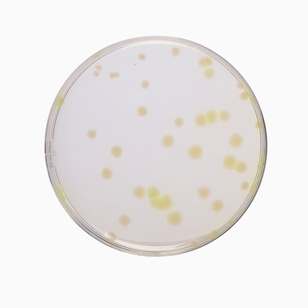 Casein Soyabean Digest Agar, Granulated (Soyabean Casein Digest Agar, Granulated) (Tryptone Soya Agar, Granulated) 500G