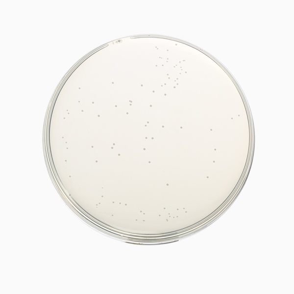 Sugar Free Agar, Granulated 500G