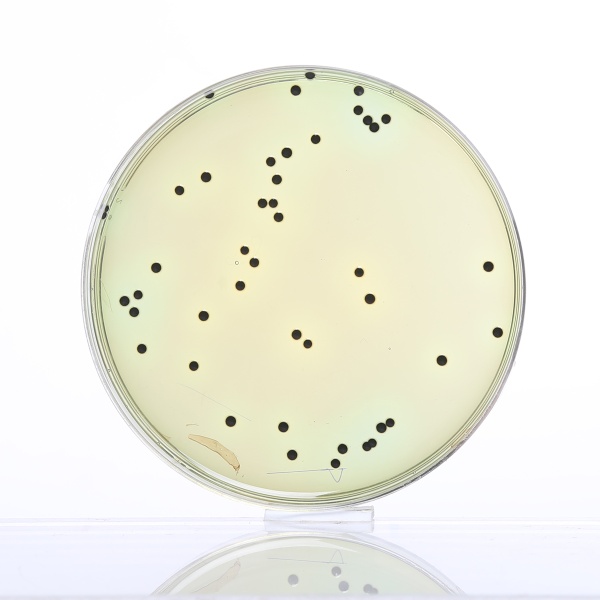 Hektoen Enteric Agar, Granulated 500G