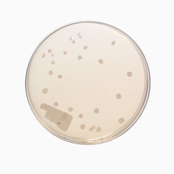 Anaerobic Agar (Brewer), Granulated 500G