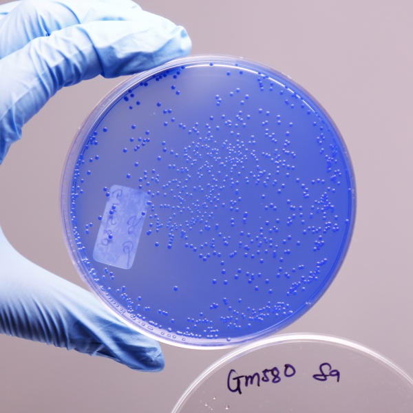 China Blue Lactose Agar, Granulated 500G
