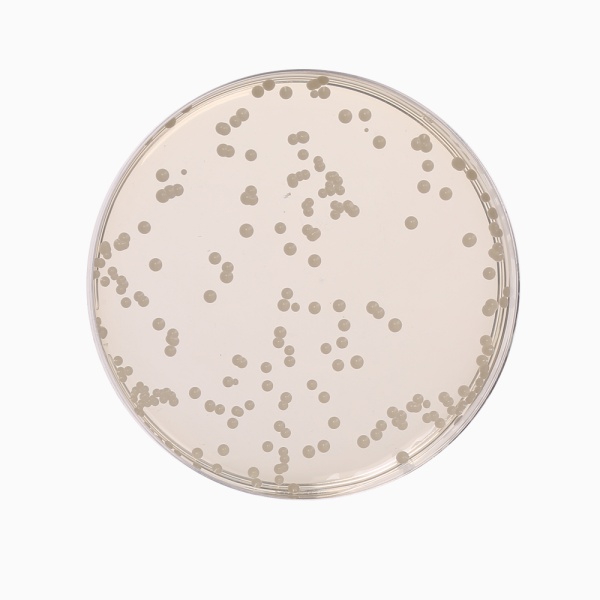 Oxytetra Glucose Yeast Agar Base, Granulated (OGYE Agar Base, Granulated) 500G