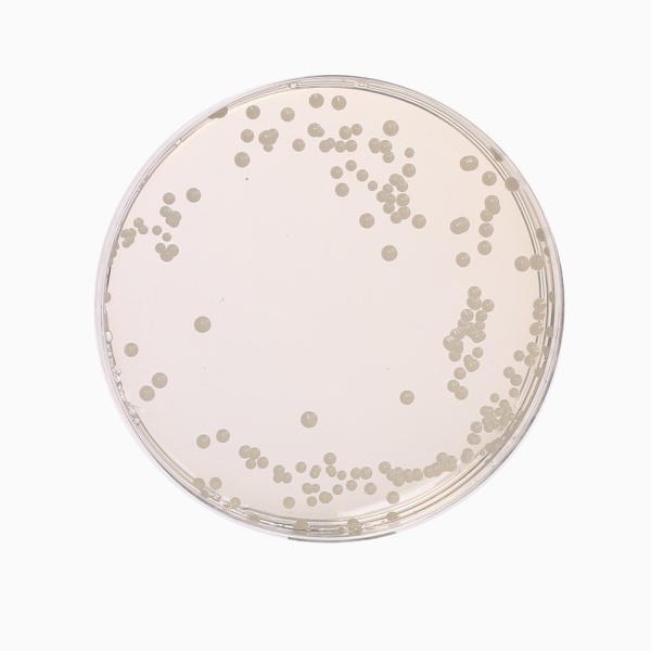 Oxytetra Glucose Yeast Agar Base, Granulated (OGYE Agar Base, Granulated) 500G