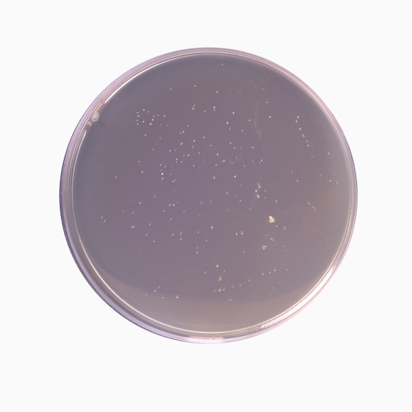 Lactobacillus MRS Agar, Granulated (MRS Agar, Granulated) 100G