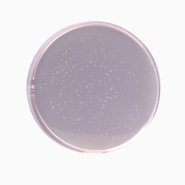 Lactobacillus MRS Agar (MRS agar), Granulated 500G