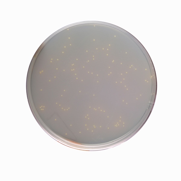 C.L.E.D. Agar w/ Bromo Thymol Blue, Granulated 500G
