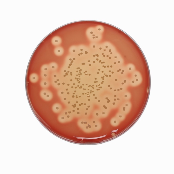 Blood Agar Base No. 2 w/ 1.2% Agar, Granulated 500G