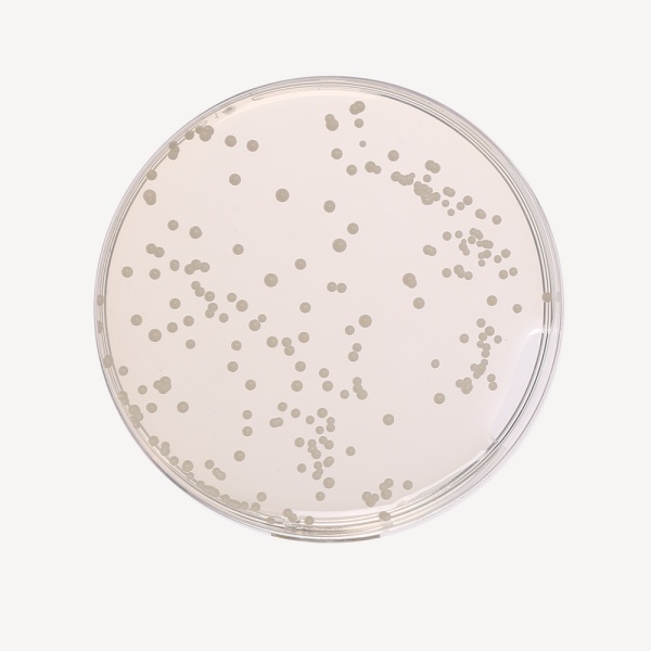 Sabouraud Dextrose Agar, Granulated 500G
