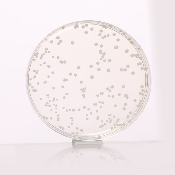 Potato Dextrose Agar, Granulated 100G