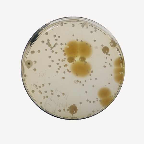 Casein-Soyabean Digest Agar, Granulated (Soybean-Casein Digest Agar, Granulated) 500G
