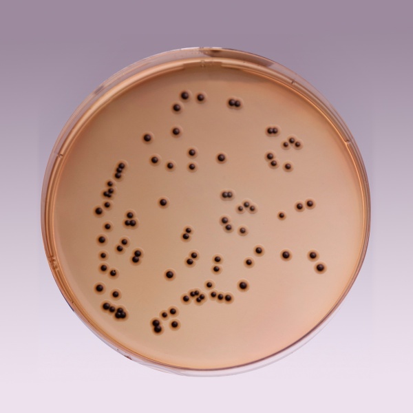 SS Agar, Modified 500G