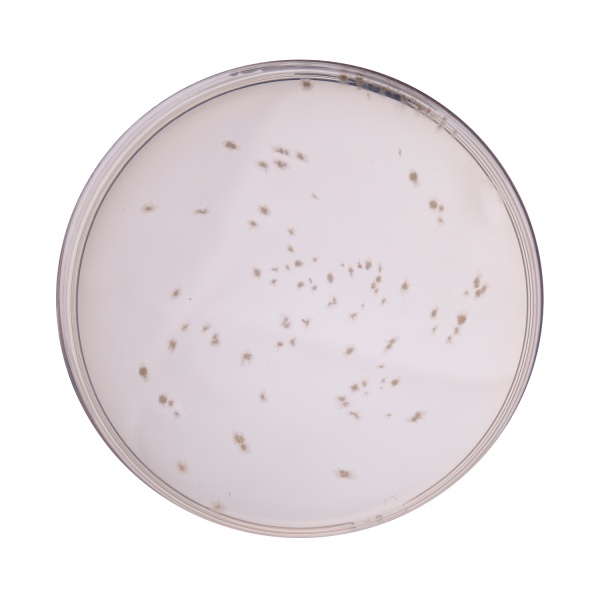 Columbia Blood Agar Base 100G