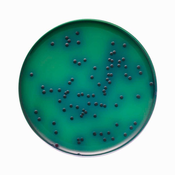 Mannitol Agar w/Prilion 100G